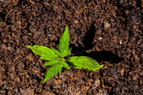 Cannabis Grow Kit - The Clone Conservatory.jpg