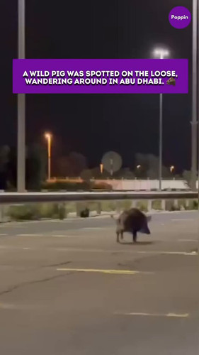 ZFSHS7gXQuV5ogZA.jpg