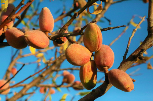Almond Plant.jpg