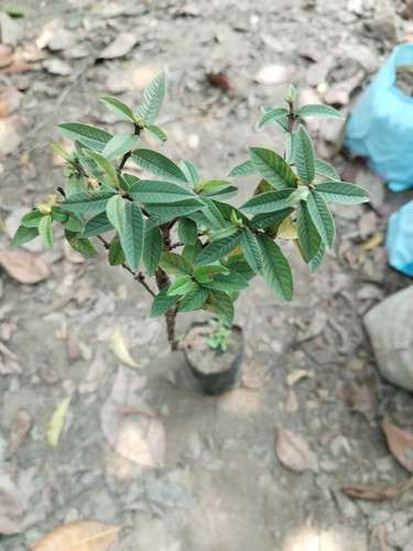 IMG 20250311 121404.jpg