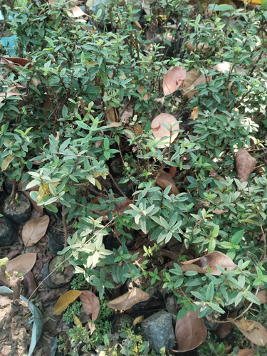 IMG 20250311 121311 1.jpg