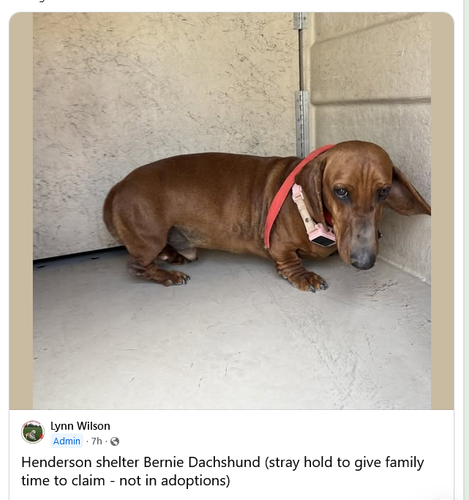 Screenshot 2025 03 12 at 20 44 39 Las Vegas – Lost Dogs Cats & Pets – PawBoost Community Groups Face.png