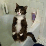 cat kitty.gif