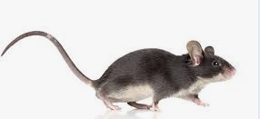 mouse.png