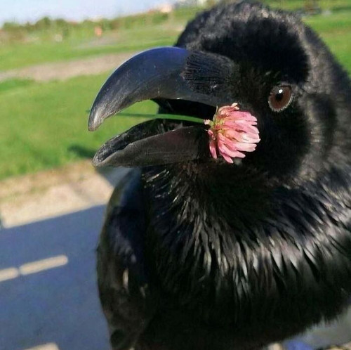 67d2cb221f488 funny animals pics not my animal.jpg