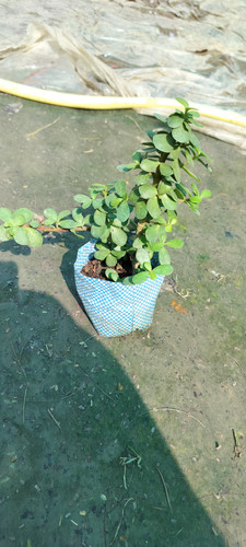 IMG 20250123 WA0014.jpg