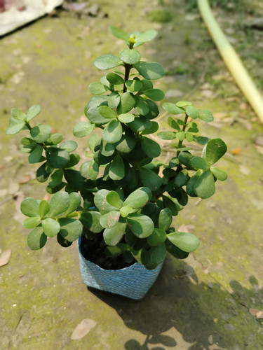 IMG 20250303 105743.jpg