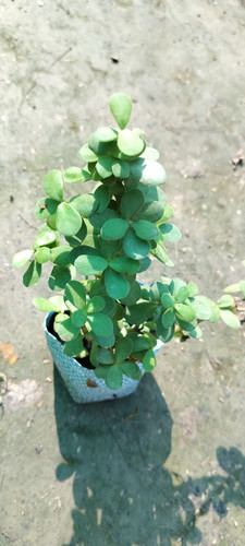 IMG 20250123 WA0010.jpg