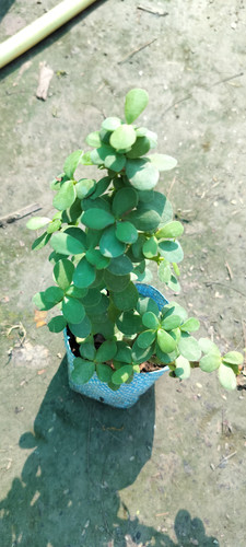 IMG 20250123 WA0012.jpg