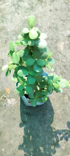 IMG 20250123 WA0009.jpg