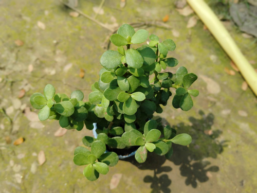 IMG 20250303 105733.jpg