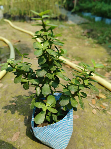 IMG 20250303 105807.jpg