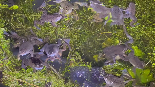 ni jkwphOMKwA1qz.jpg