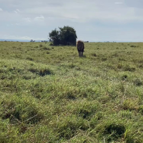 SF CXJmL k3O6vCQ.jpg