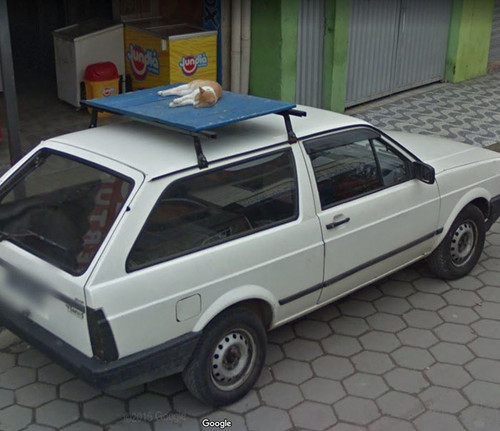 google street animals 60 5d244d13d5bc1 700.jpg