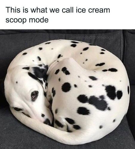 funny animal feed memes2 66b61ca80139c 700.jpg