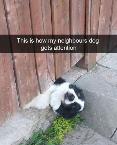 66b62b49176b3 funny animal feed memes.jpg