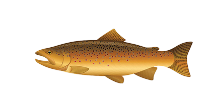 istockphoto 156015681 612x612.png