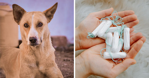 why do dogs eat tampons coverimage.jpg