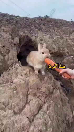UHW5RIMdWsQD0T2L.jpg