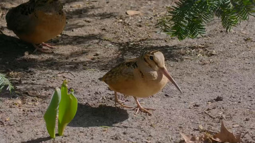 yO1s351nO25c TxE.jpg