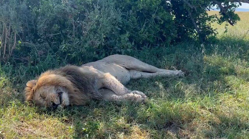 lZYAK8A6waE5Glm .jpg