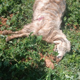 GDfZvQf34rlU7Jti AnGvJGX6xAr8sYTb2ntgl3fTbWAGxlB98SwYgIZ8FJdCAqbzKrYOgULAi1SCsem86A5QUBhMaXK11jFKWUg.jpg