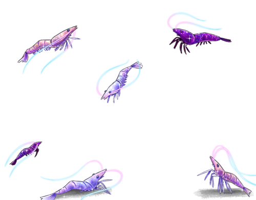 shrimp cd.png