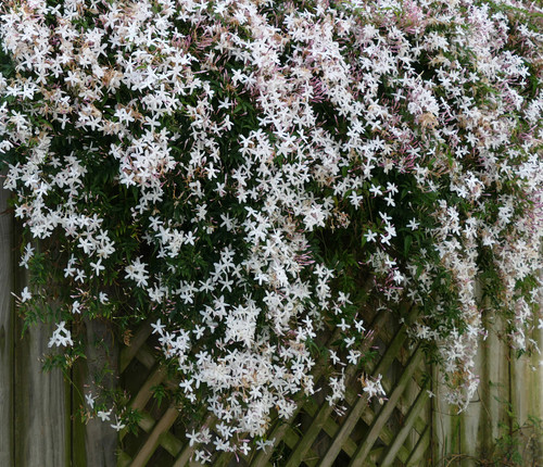 Common Jasmine.jpg