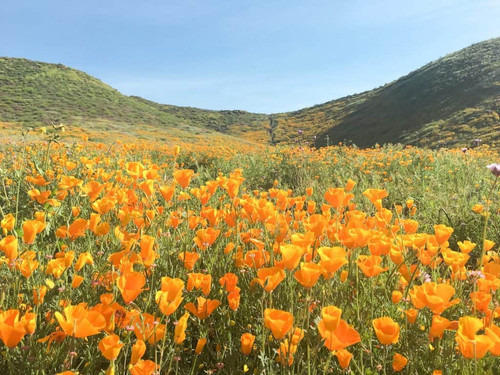 California poppies 1 1024x768.jpg