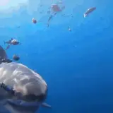 tumblr 79cf775f2722d21e467190adde1395e9 343b838f 250.webp