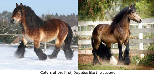 xzerzx custom plan.png