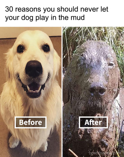 funny dirty dogs.jpg