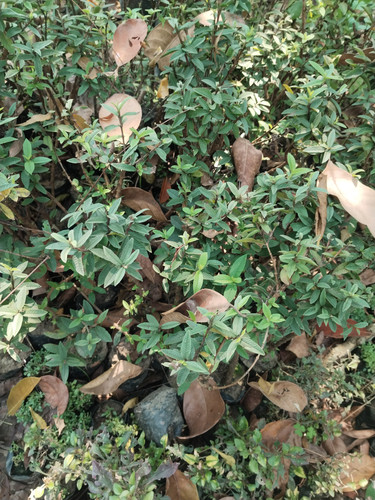 IMG 20250311 121314.jpg