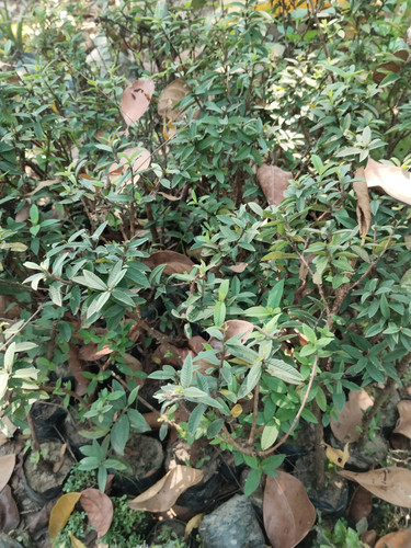 IMG 20250311 121307.jpg