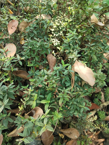 IMG 20250311 121310.jpg