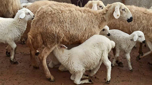 s2fwbRbZmAwzR8uYIP1Dk v6z4Q0sAH0DlSw8GOh8epuslj8DNXPyScjUTJFS7CbhPtQujBosW8odF4DiA2HZhKXDzaJ9KTgUfYF.jpg