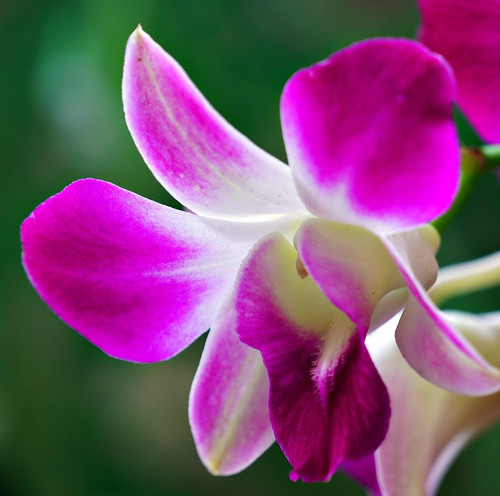 dendrobium 7560876 1920.jpg