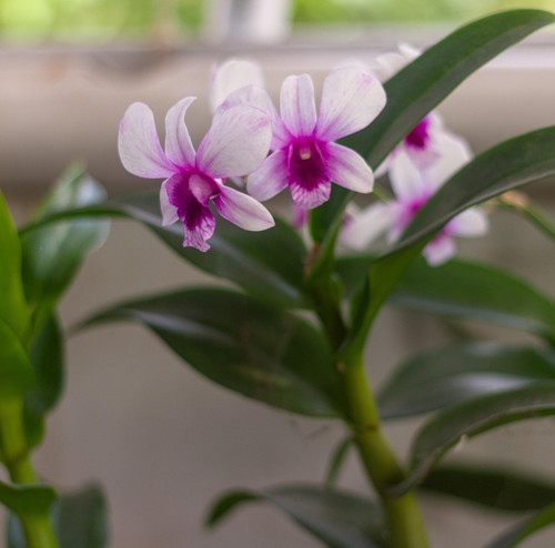 orchids 6541189 1920.jpg