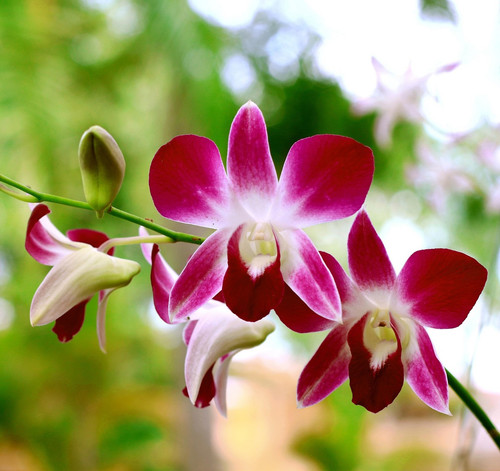 orchid black checkered 2576067 1920.jpg