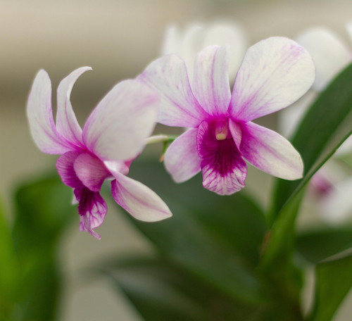 orchids 6541190 1920.jpg