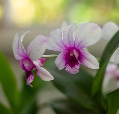 orchids 6541188 1920.jpg