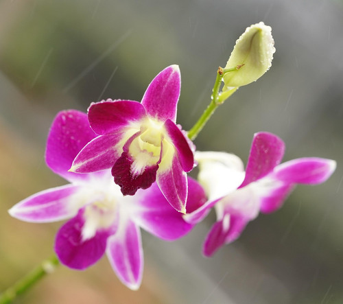 flower 6661591 1920.jpg