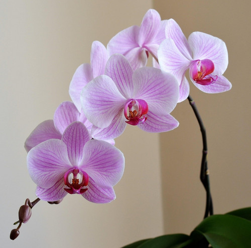 orchid 2427238 1920.jpg