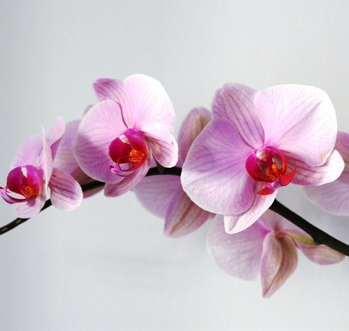 flower 65738 1920.jpg