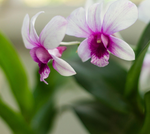 orchids 6541187 1920.jpg