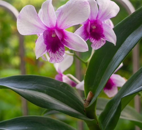 orchids 6541192 1920.jpg