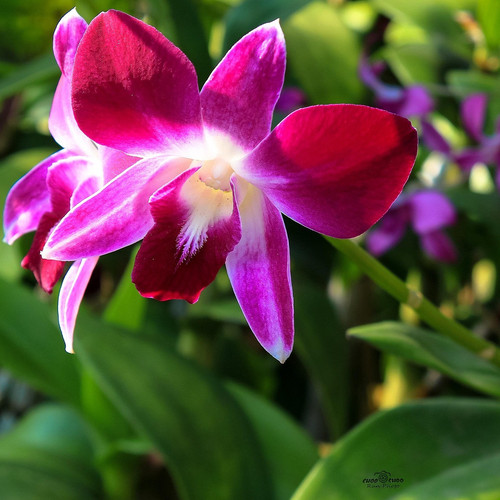 orchid 2088597 1920.jpg