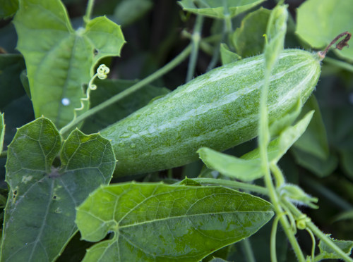 Pointed gourd growing in the garden. selective Focus.jpg
