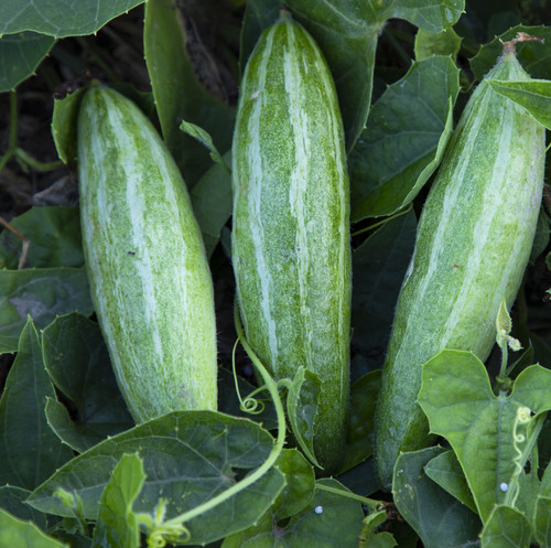 Pointed gourd growing in the garden. selective Focus.jpg